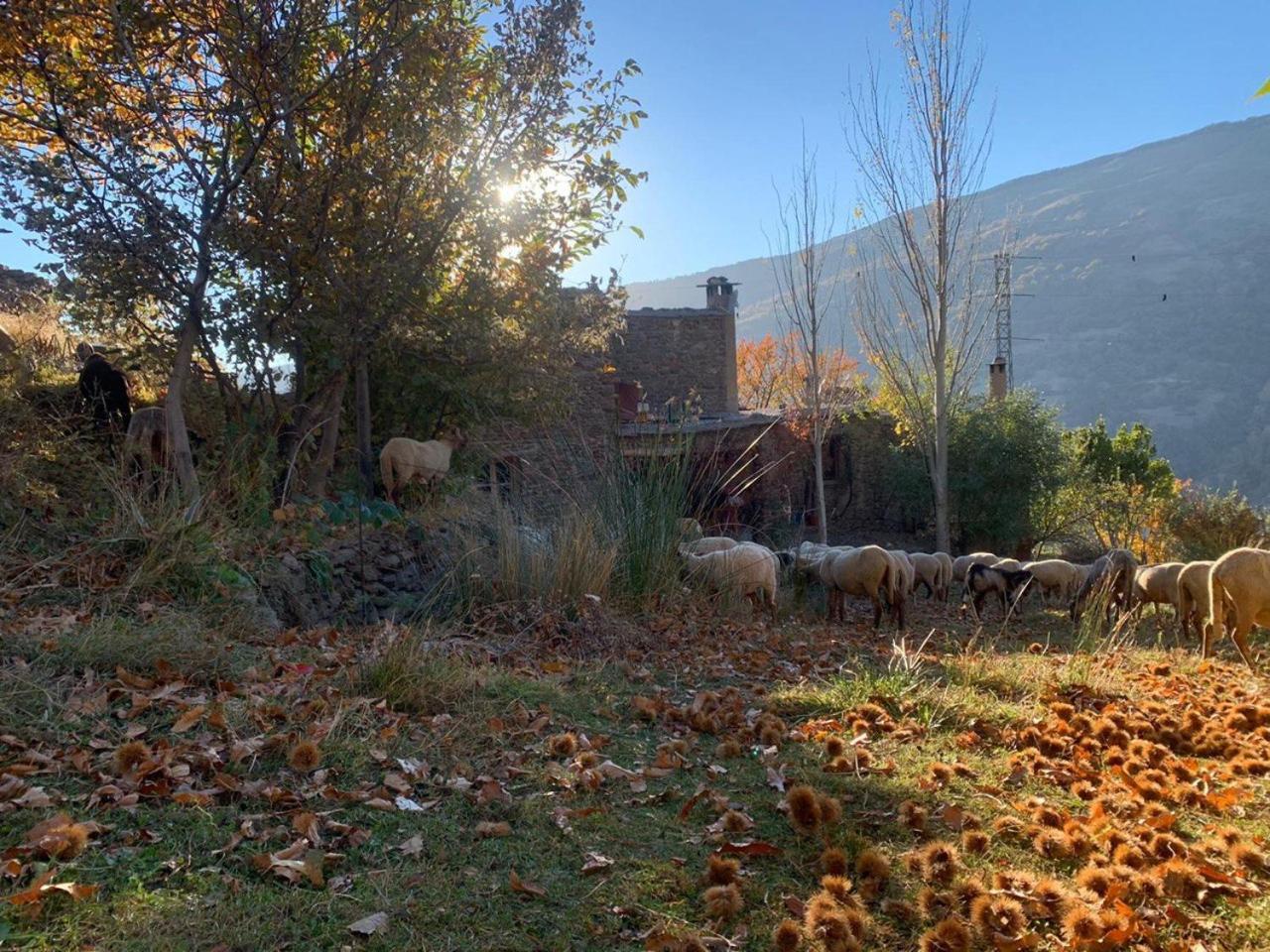 הוילה Cortijo Rural El Albercon - Capileira - Alpujarra Rural מראה חיצוני תמונה
