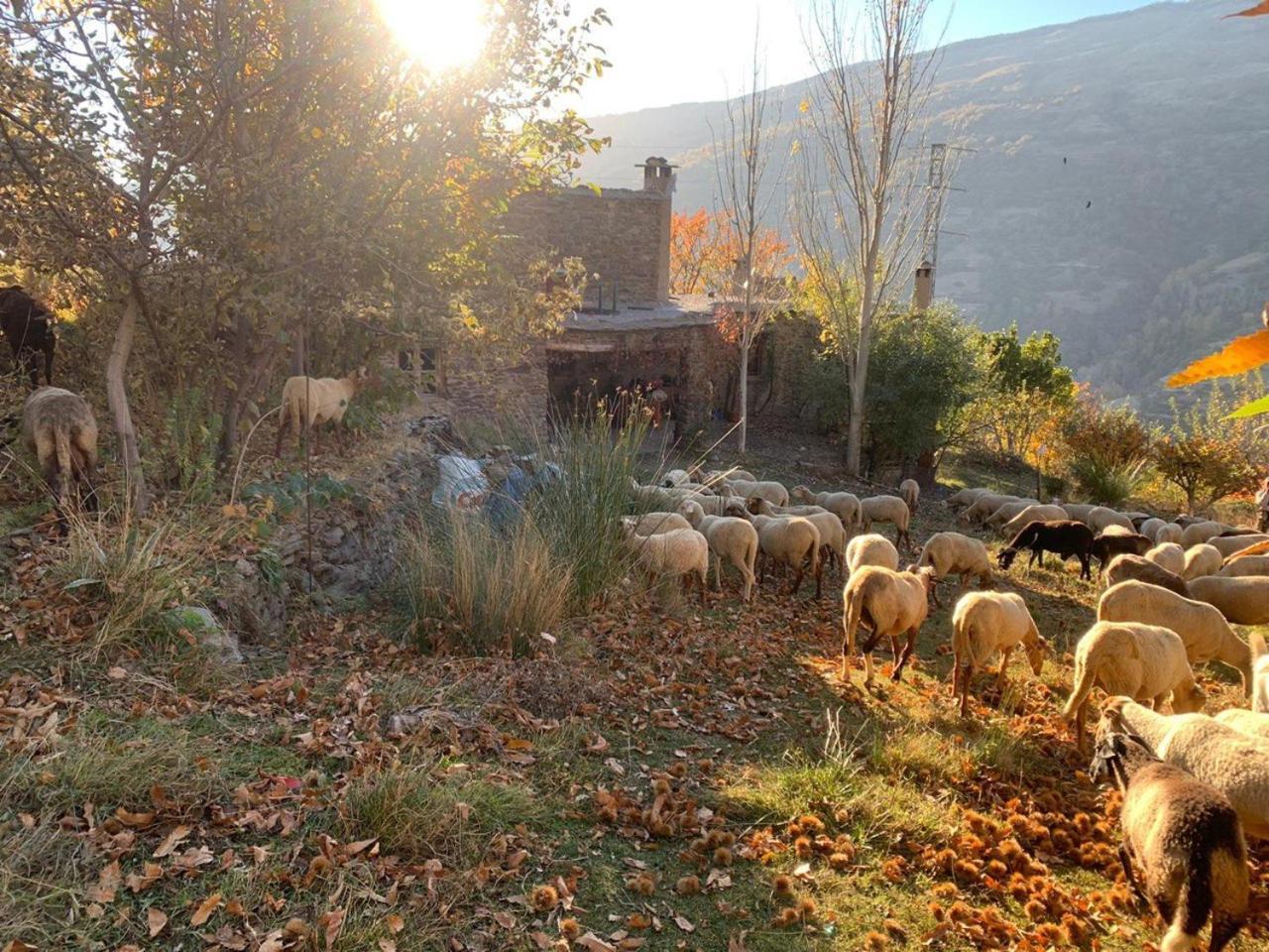 הוילה Cortijo Rural El Albercon - Capileira - Alpujarra Rural מראה חיצוני תמונה