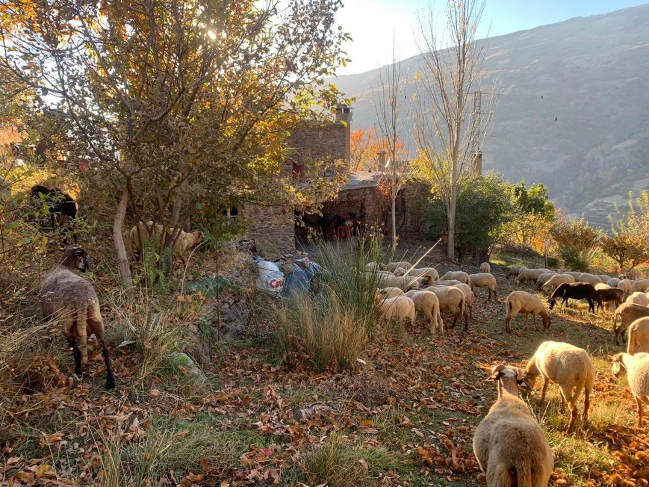 הוילה Cortijo Rural El Albercon - Capileira - Alpujarra Rural מראה חיצוני תמונה