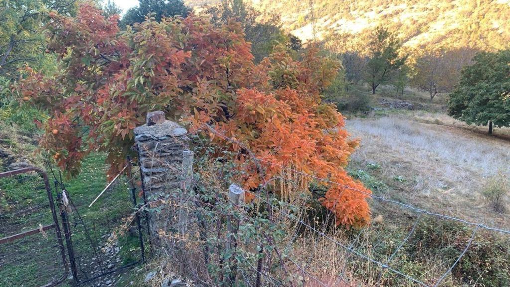 הוילה Cortijo Rural El Albercon - Capileira - Alpujarra Rural מראה חיצוני תמונה