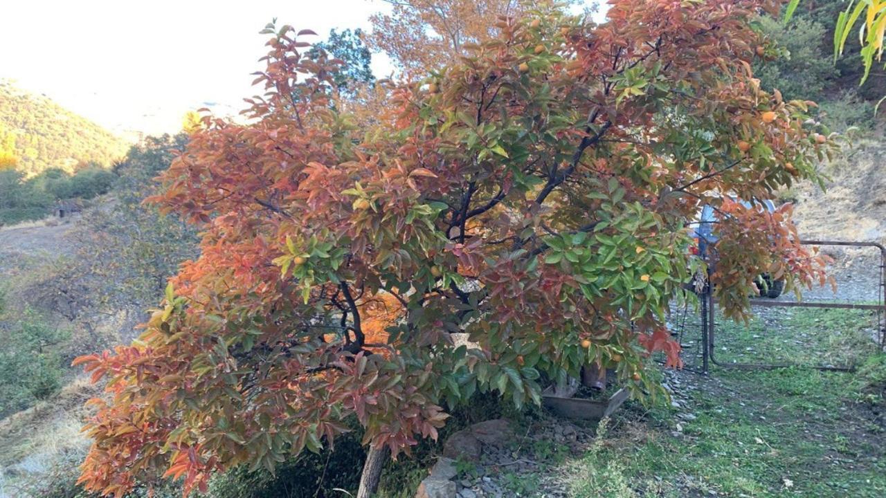 הוילה Cortijo Rural El Albercon - Capileira - Alpujarra Rural מראה חיצוני תמונה